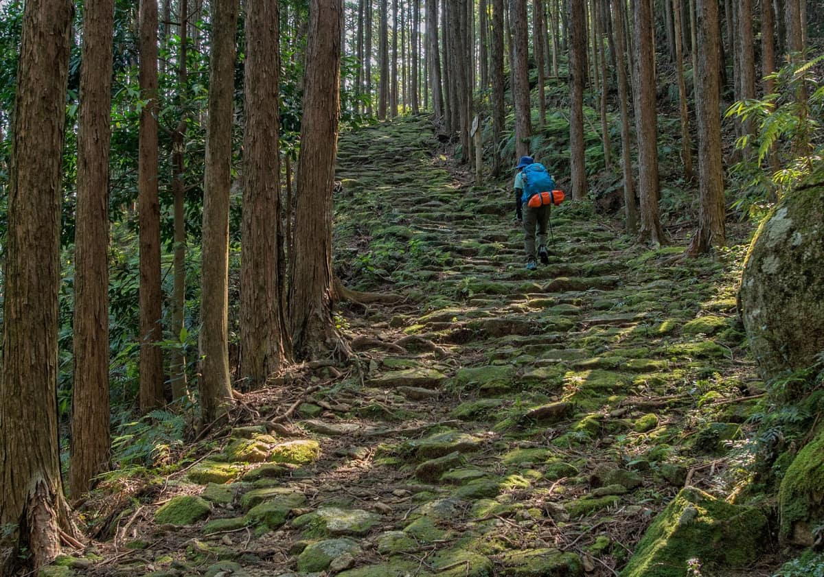 Moss-covered stone steps on a Kumano Kodo pilgrimage trail through cedar forest in the Kii Mountains, Japan